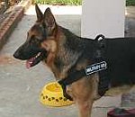 *Buster German Shepherd wearing Better control everyday all weather dog harness - H17