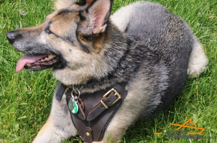 *Roxy in Leather German Shepherd Harness for Walking and Training