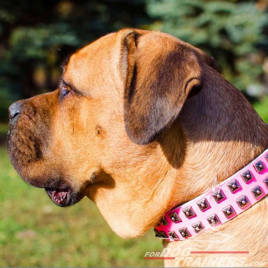 Original Design Pink Leather Cane Corso Collar with studs