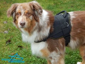*Buddy Looks the Best in Nylon Dog Pulling Harness for Australian Shepherd