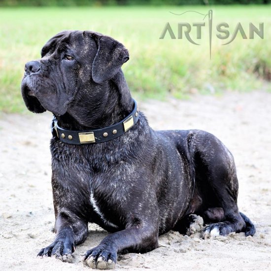 Absolutely Gorgeous Cane Corso Chief Presenting Exclusive Leather Dog Collar
