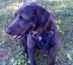 *Fratz wearing our exclusive Agitation / Protection / Attack Leather Dog Harness H1