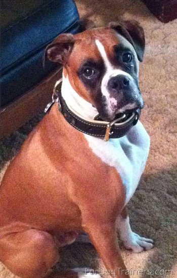 *Dupree looks Fantastic in his New Brown Nappa Padded Hand Made Leather Dog Collar - C43