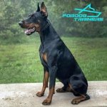 Effective Dog Training Doberman Pinch Collar - Herm Sprenger Black Stainless Steel Prong Collar