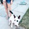 Bull Terrier Wearing Leather Short Dog Lead Pull Tab