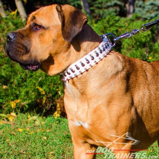 Brass Studded and Nickel Spiked White Leather Cane Corso Collar