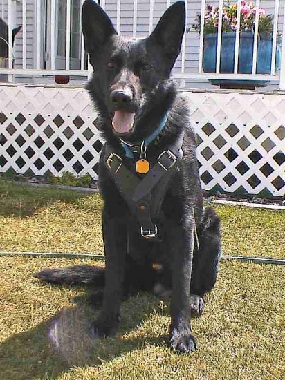 Agitation / Protection / Attack Leather Dog Harness - H1_5