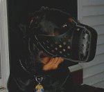 Rottweiler *Nicko Presents Air Ventilated Leather Dog Muzzle for Agitation Work
