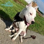 Heavy Duty Leather Dog Harness for Pitbull Training