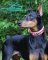 FDT Artisan Leather Dog Collar Presented by Gorgeous *Ripley Doberman
