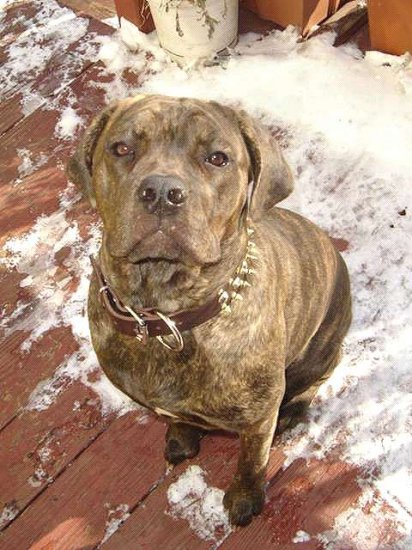 *Pandora wearing our exclusive S57 - 3 Rows Leather Dog Collar with Nickel Studs and Brass Spikes