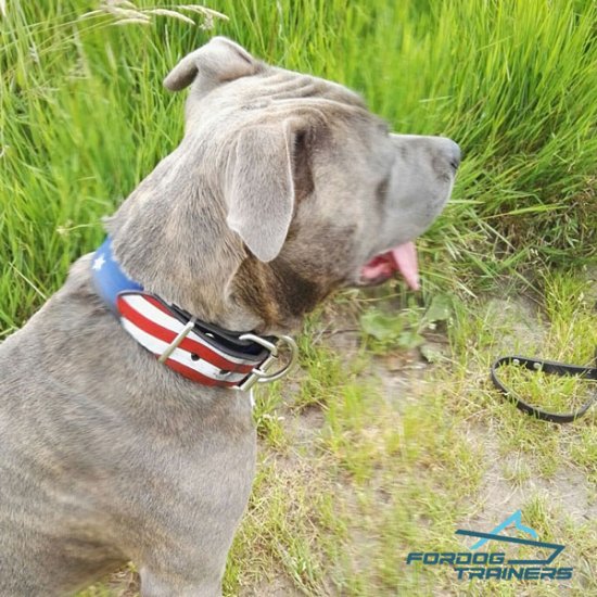 Handsome American Staffordshire Presenting Handpainted Leather Dog Collar
