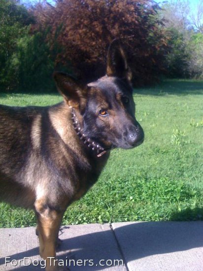 *Panzer is so shy in new Leather Spiked and Studded Dog Collar -S55