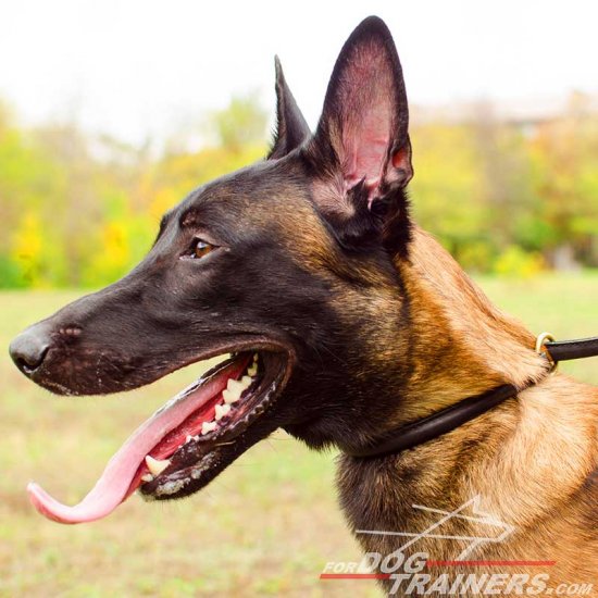 Malinois Round Leather Silent Training Choke Collar