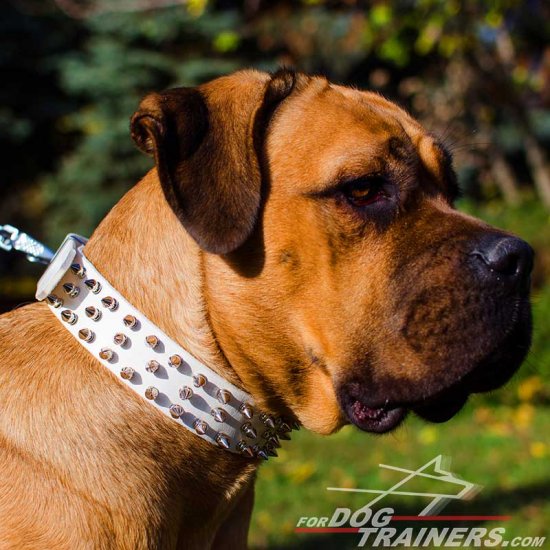 Brand-New Fashionable White Leather Cane Corso Collar with Spikes