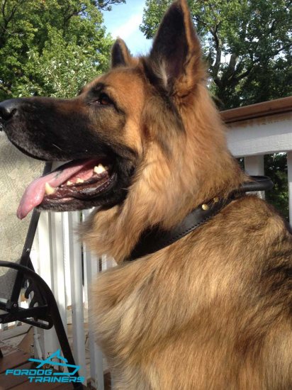*Duke Wearing 2 Ply Leather Agitation German Shepherd Collar