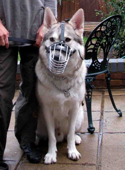 *Echo wearing Wire Basket Dog Muzzle for German Shepherd