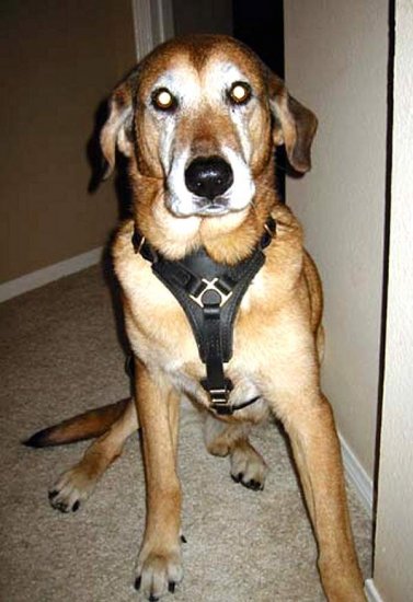 Great looking *Maverick wearing our Luxury handcrafted leather dog harness H3