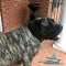 *Levi Wearing 2 Ply Leather Agitation Mastiff Collar with Handle