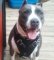 Handsome *Turk wearing Agitation / Protection / Attack Leather Dog Harness
