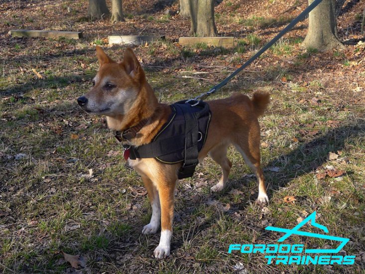 *Kaede Grey Likes Her Nylon Dog Harness for Shiba Inu Daily Activity