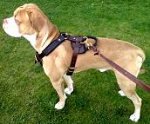 *Duke wearing our Agitation / Protection / Attack Leather Dog Harness H1