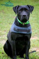 Warm Nylon Vest Labrador Harness for Any Weather Walking