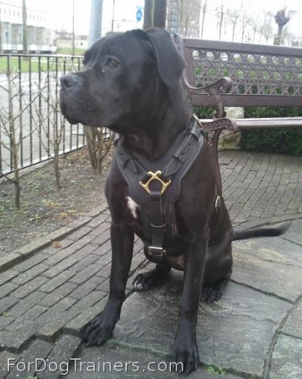 *Nikita looking superb in Exclusive Luxury Handcrafted Padded Leather Dog Harness - H10