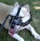 *Honey Pit Bull looks Gorgeous wearing Wire Basket Dog Muzzle on - M4
