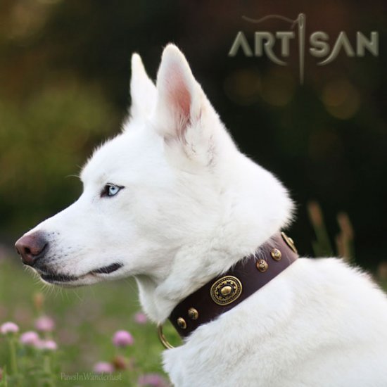 Husky collars shop and leads