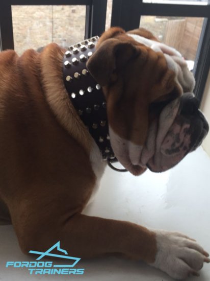 Studded Leather Dog Collar - Perfect Gear for English Bulldog
