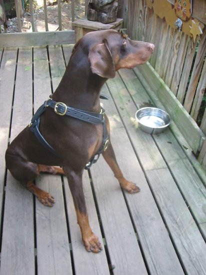 Great looking Doberman wearing our Luxury handcrafted leather dog harness H7