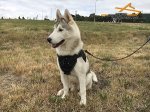 Multifunctional Nylon Siberian Husky Harness for Gorgeous *Jimmy
