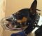 *Kilo looking gorgeous in Wire Basket Dog Muzzle - M4light