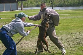 Rottweiler All Weather dog harness for tracking / pulling H6