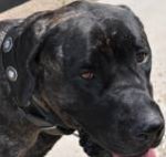 *Sadie is so cute in Gorgeous Wide Leather Dog Collar - Fashion Exclusive Design - c73_1