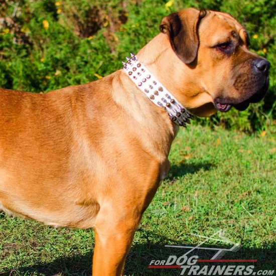 Designer White Leather Cane Corso Collar with Brass Pyramids and Nickel Spikes