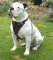 Attack Training Leather Dog Harness Perfect for American Bulldog