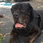 *Ava Likes to Wear this Perfect Fit Nylon Harness for Cane Corso