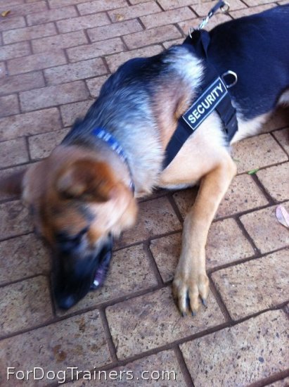 *Diesel and Sascha are confident in Better control everyday all weather dog harness