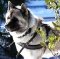 *Kochece wearing our exclusive Tracking / Pulling / Agitation Leather Dog Harness For Akita H5