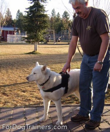 *Kita is so cute in All Weather Extra Strong Nylon Harness - H6