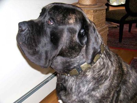 *Oso wearing our exclusive Gorgeous War Dog Leather Dog Collar - C85 (old brass massive plates +2 nickel pyramids)