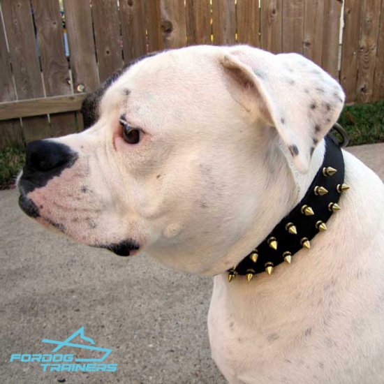 Spiked Leather American Bulldog Collar Matches *Mara Perfectly