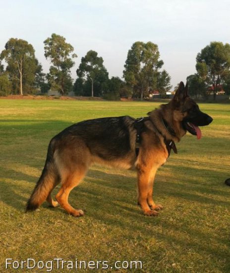 Amazing *Rox in Agitation / Protection / Attack Leather Dog Harness