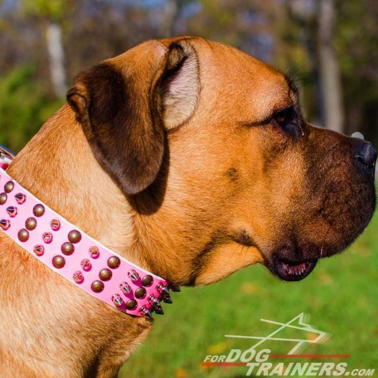 Pink Leather Cane Corso Collar Embellished with Brass Studs and Nickel Spikes