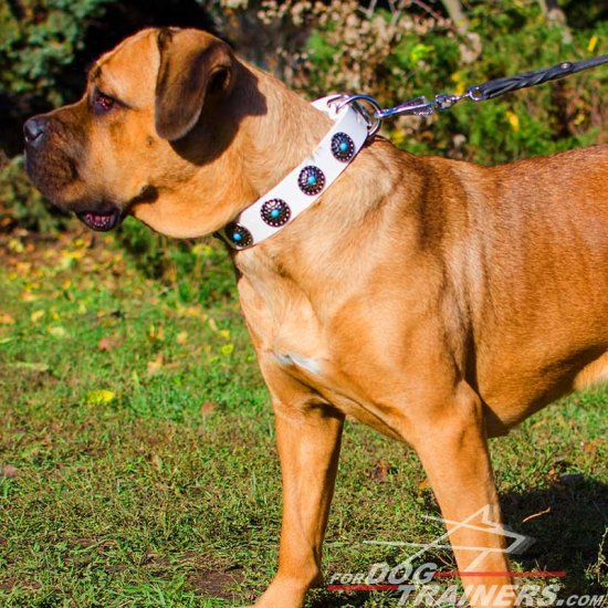 Fashionable White Leather Cane Corso Collar with Hand-Set Blue Stones