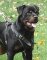 Agitation / Protection / Attack Leather Dog Harness Perfect For Your rottweiler H1_1