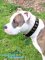 *Comp Pitbull in Awesome Leather Dog Collar Looks Super