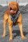 Dogue De Bordeaux Spiked Dog Harness-French mastiff dog harness